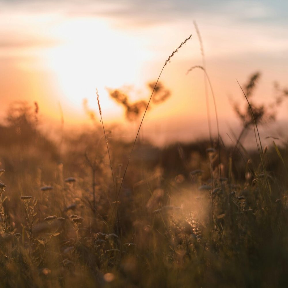 pexels-bogdan-dirica-532600-2569170