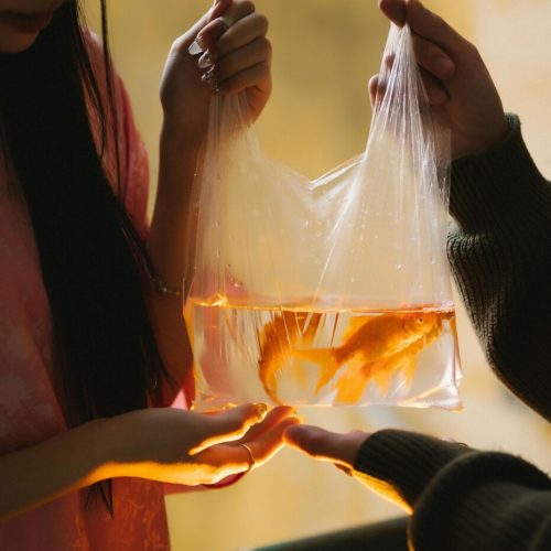 pexels-chuotanhls-20149074