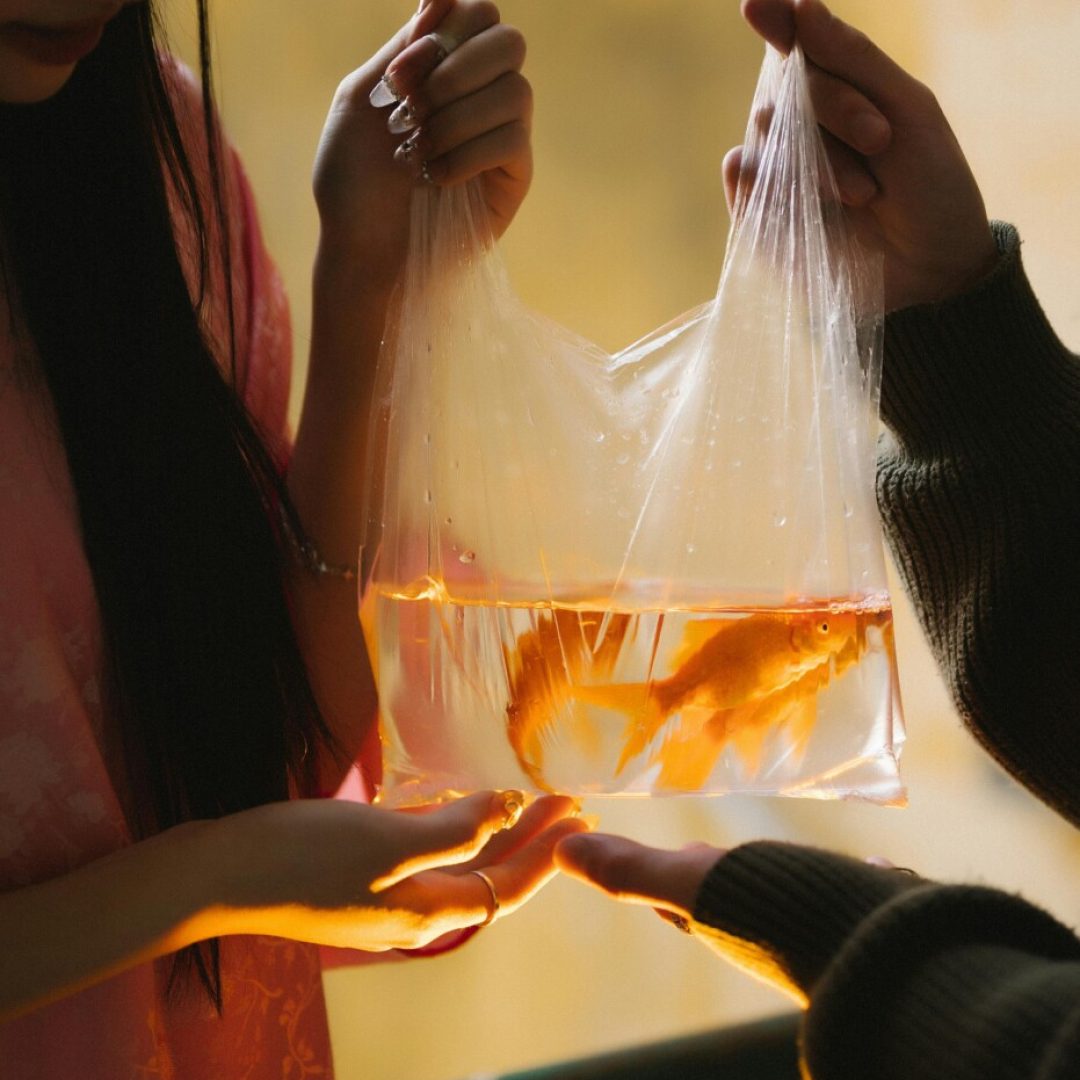 pexels-chuotanhls-20149074